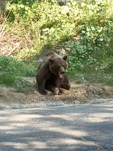 Niedźwiedź przy drodze w rumuńskich górach – emocje podczas wyprawy motocyklowej Caravana