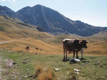 Górskie trasy w Parku Narodowym Durmitor – jedna z najlepszych tras motocyklowych w Europie podczas wyjazdu Caravana wyjazdy motocyklowe.